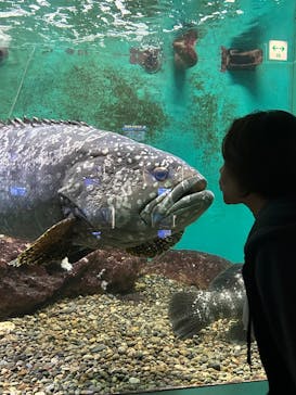 串本海中公園水族館に投稿された画像（2025/5/28）