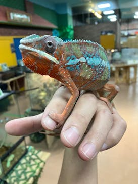 いきもの探検隊上尾に投稿された画像（2025/5/28）