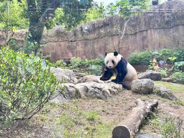 恩賜上野動物園に投稿された画像（2025/5/28）