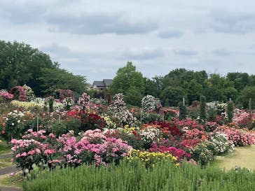 京成バラ園に投稿された画像（2025/5/28）