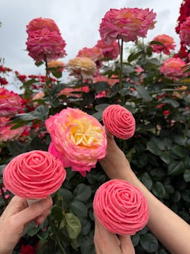 京成バラ園に投稿された画像（2025/5/28）