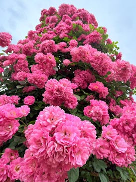 京成バラ園に投稿された画像（2025/5/28）