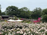 いばらきフラワーパークに投稿された画像（2025/5/28）