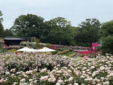 いばらきフラワーパークに投稿された画像（2025/5/28）