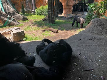 恩賜上野動物園に投稿された画像（2025/5/28）