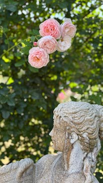 京成バラ園に投稿された画像（2025/5/28）