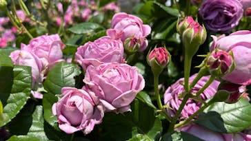 京成バラ園に投稿された画像（2025/5/28）