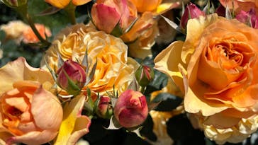 京成バラ園に投稿された画像（2025/5/28）