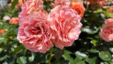 京成バラ園に投稿された画像（2025/5/28）