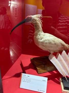 特別展「鳥～ゲノム解析が解き明かす新しい鳥類の系統～」に投稿された画像（2025/5/28）