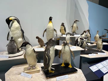 特別展「鳥～ゲノム解析が解き明かす新しい鳥類の系統～」に投稿された画像（2025/5/28）