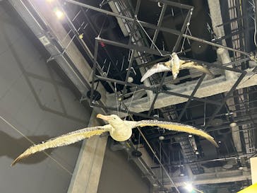 特別展「鳥～ゲノム解析が解き明かす新しい鳥類の系統～」に投稿された画像（2025/5/28）