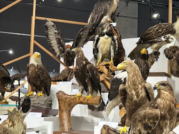 特別展「鳥～ゲノム解析が解き明かす新しい鳥類の系統～」に投稿された画像（2025/5/28）