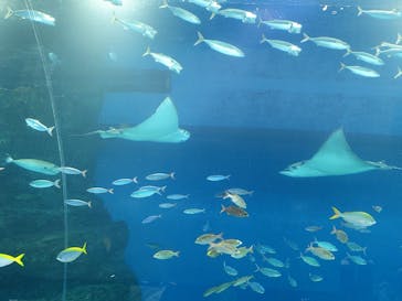 マクセル アクアパーク品川に投稿された画像（2025/5/28）