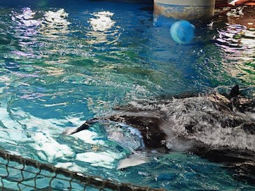 マクセル アクアパーク品川に投稿された画像（2025/5/28）