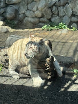 東武動物公園に投稿された画像（2025/5/28）