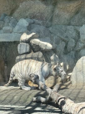 東武動物公園に投稿された画像（2025/5/28）