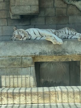 東武動物公園に投稿された画像（2025/5/28）