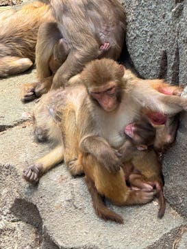 東武動物公園に投稿された画像（2025/5/28）