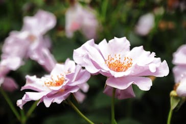 横浜イングリッシュガーデンに投稿された画像（2025/5/28）