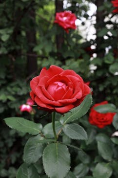 横浜イングリッシュガーデンに投稿された画像（2025/5/28）