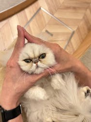 猫カフェモカ　イオンモール水戸内原店に投稿された画像（2025/5/28）