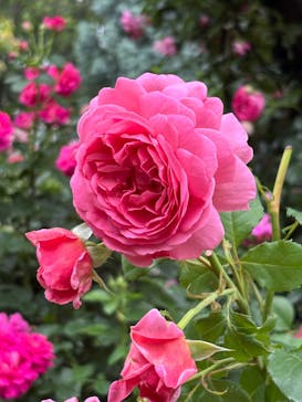 横浜イングリッシュガーデンに投稿された画像（2025/5/28）