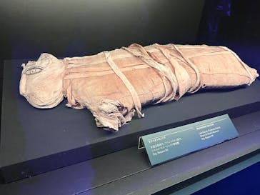 ACN ラムセス大王展 ファラオたちの黄金に投稿された画像（2025/5/28）