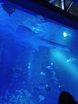のとじま水族館に投稿された画像（2025/5/28）
