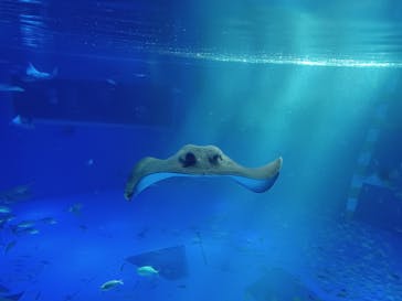 のとじま水族館に投稿された画像（2025/5/28）