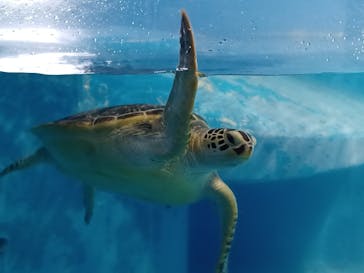 のとじま水族館に投稿された画像（2025/5/28）