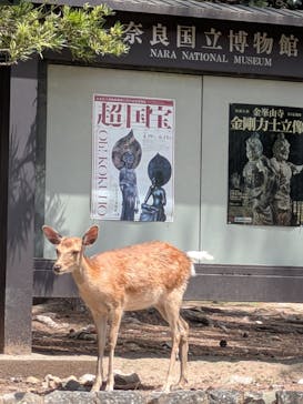 奈良国立博物館開館130年記念特別展「超 国宝―祈りのかがやきー」	に投稿された画像（2025/5/29）