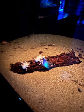 新江ノ島水族館に投稿された画像（2025/5/29）