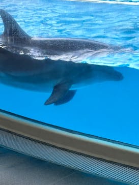 新江ノ島水族館に投稿された画像（2025/5/29）