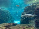 上越市立水族博物館 うみがたりに投稿された画像（2025/5/29）