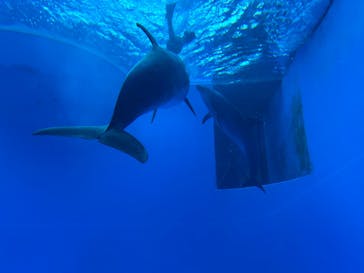 上越市立水族博物館 うみがたりに投稿された画像（2025/5/29）
