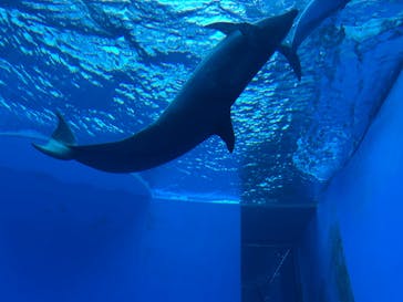 上越市立水族博物館 うみがたりに投稿された画像（2025/5/29）
