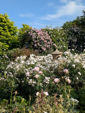 横浜イングリッシュガーデンに投稿された画像（2025/5/29）