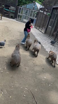 ANIMAL WONDER REZOURT 市原ぞうの国・サユリワールドに投稿された画像（2025/5/29）