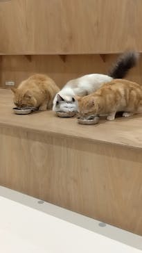 Cat Café MOFF コクーンシティさいたま新都心店に投稿された画像（2025/5/29）