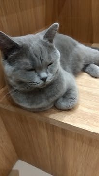 Cat Café MOFF コクーンシティさいたま新都心店に投稿された画像（2025/5/29）