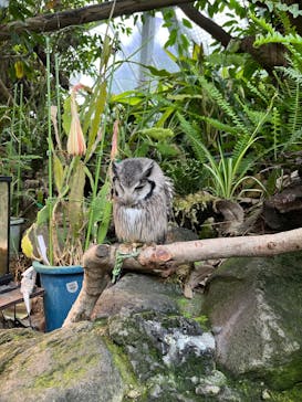 伊豆シャボテン動物公園に投稿された画像（2025/5/29）