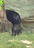 恩賜上野動物園に投稿された画像（2025/5/29）