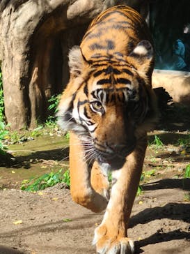 恩賜上野動物園に投稿された画像（2025/5/29）