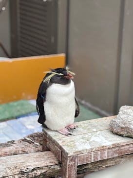 あわしまマリンパークに投稿された画像（2025/5/29）