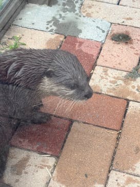 あわしまマリンパークに投稿された画像（2025/5/29）