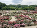 ぎふワールド・ローズガーデンに投稿された画像（2025/5/29）