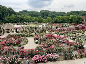 ぎふワールド・ローズガーデンに投稿された画像（2025/5/29）