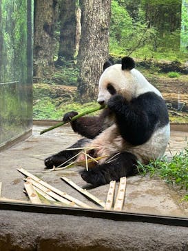 恩賜上野動物園に投稿された画像（2025/5/29）