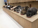 Cat Café MOFF イオンモール浜松志都呂店に投稿された画像（2025/5/29）